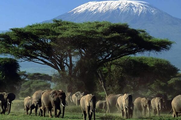 3 Days Amboseli National Reserve