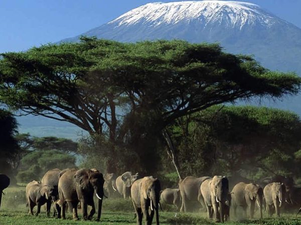 3 Days Amboseli National Reserve