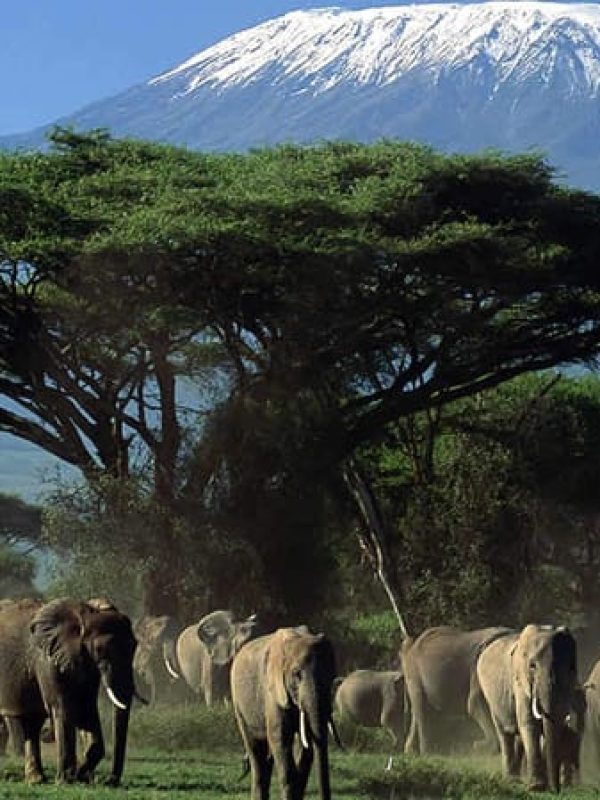 3 Days Amboseli National Reserve