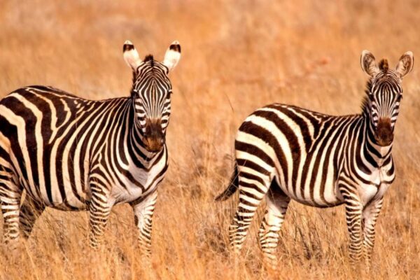 7 Days Classic Safari