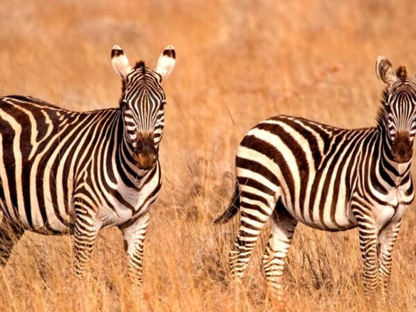 7 Days Classic Safari