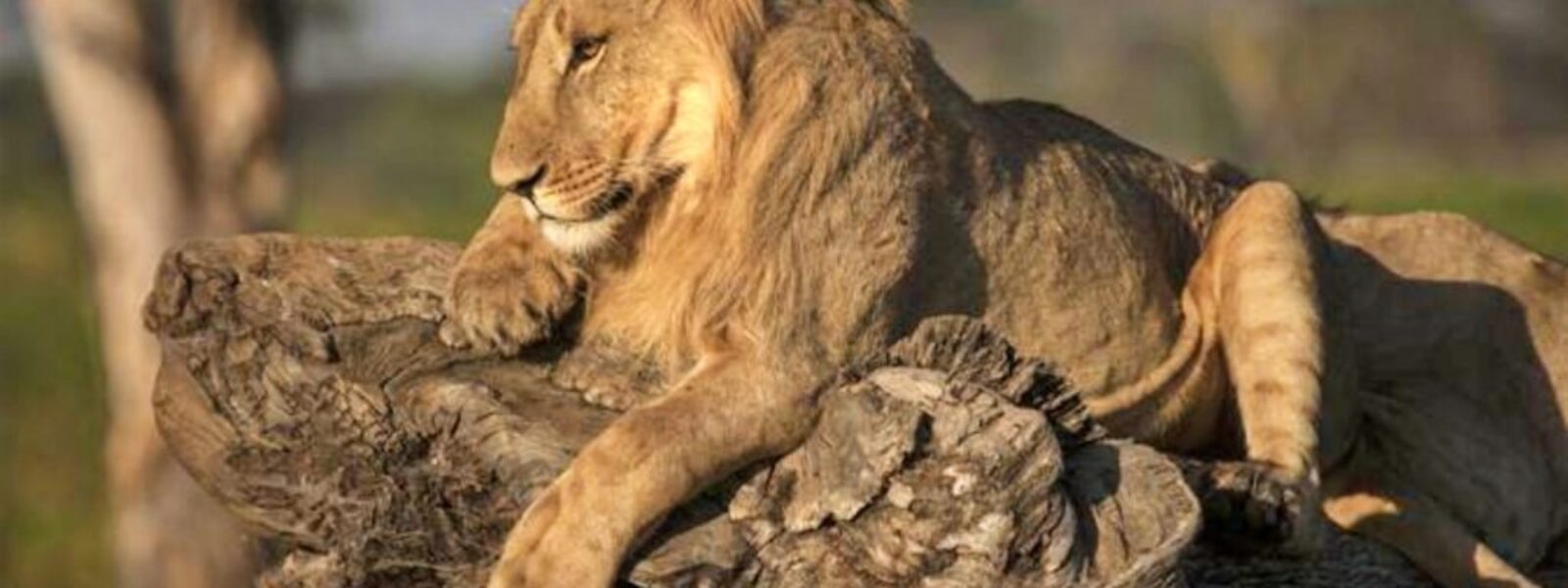 Maasai Mara National Reserve