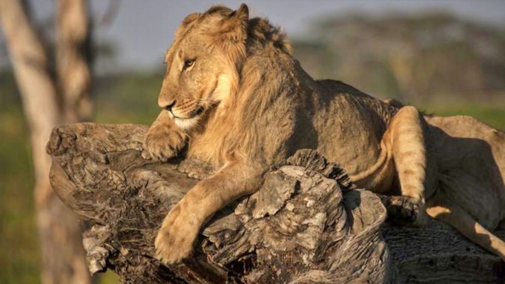 Maasai Mara National Reserve