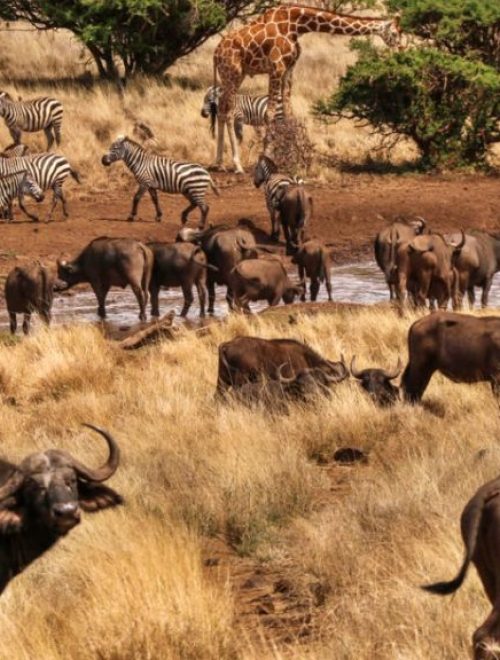 6 Days Laikipia national conservancy Trip