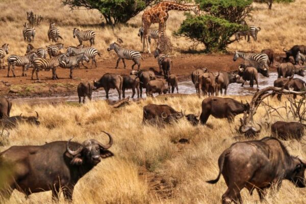 6 Days Laikipia national conservancy Trip