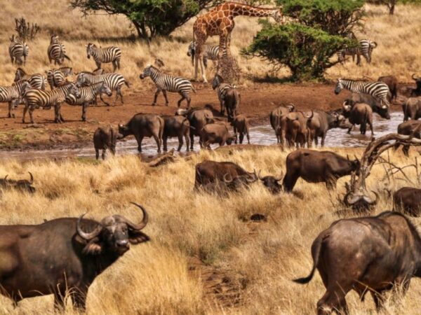6 Days Laikipia national conservancy Trip