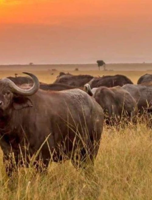 4 Days Meru national park