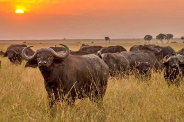 4 Days Meru national park
