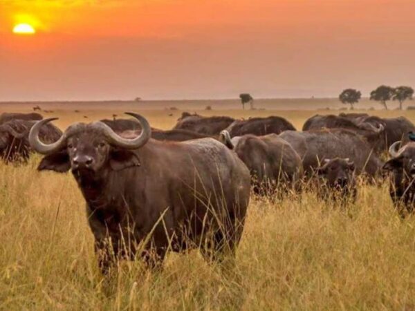 4 Days Meru national park