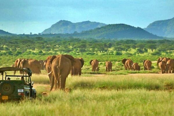 4 Days Samburu national reserve & Nanyuki Safari