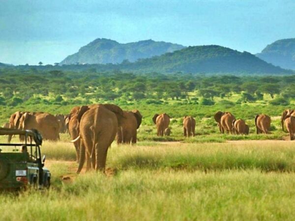 4 Days Samburu national reserve & Nanyuki Safari