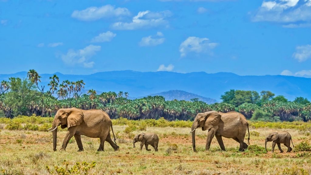 Amboseli National Park