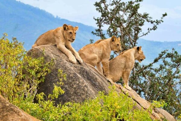 3 Days Tsavo East/West Safari