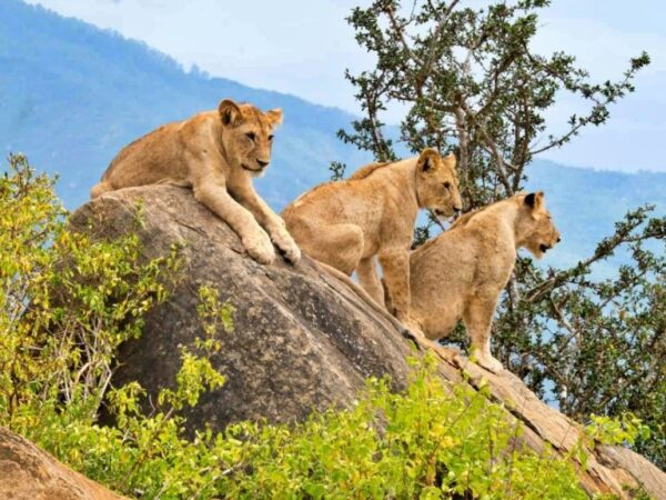 3 Days Tsavo East/West Safari