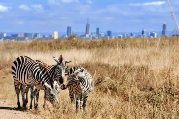 Full day Nairobi National Park Safari