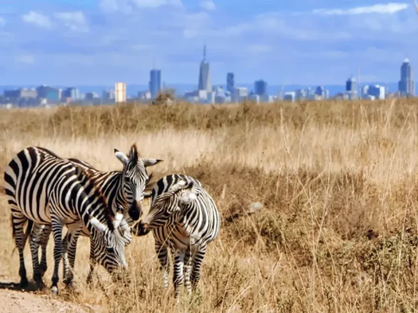 Full day Nairobi National Park Safari