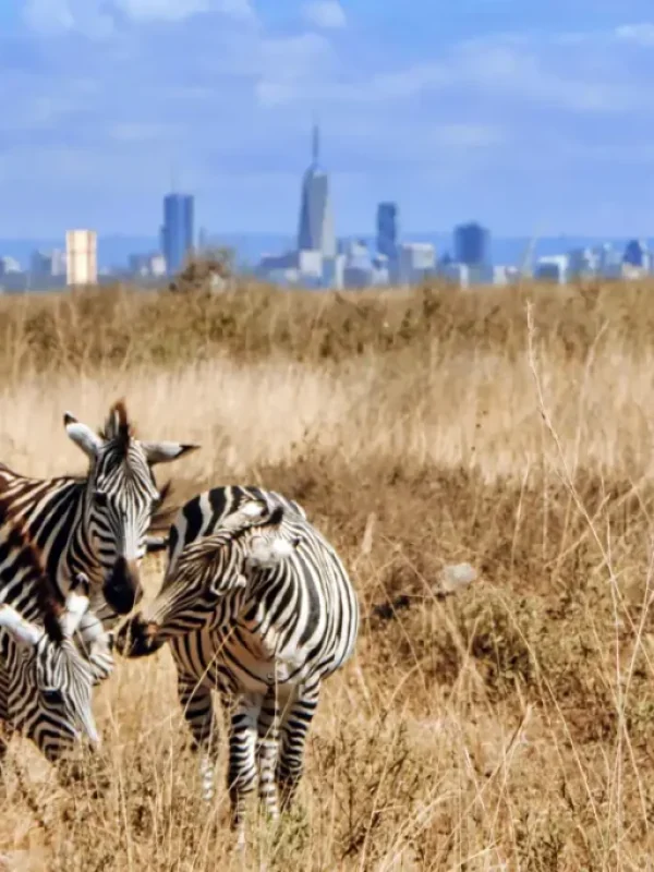 Full day Nairobi National Park Safari